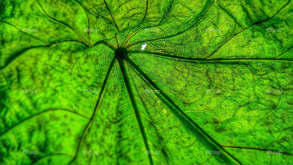 beautiful leaf detail