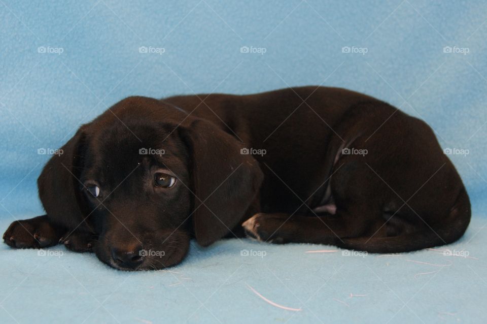 Puppy lying down and looking away