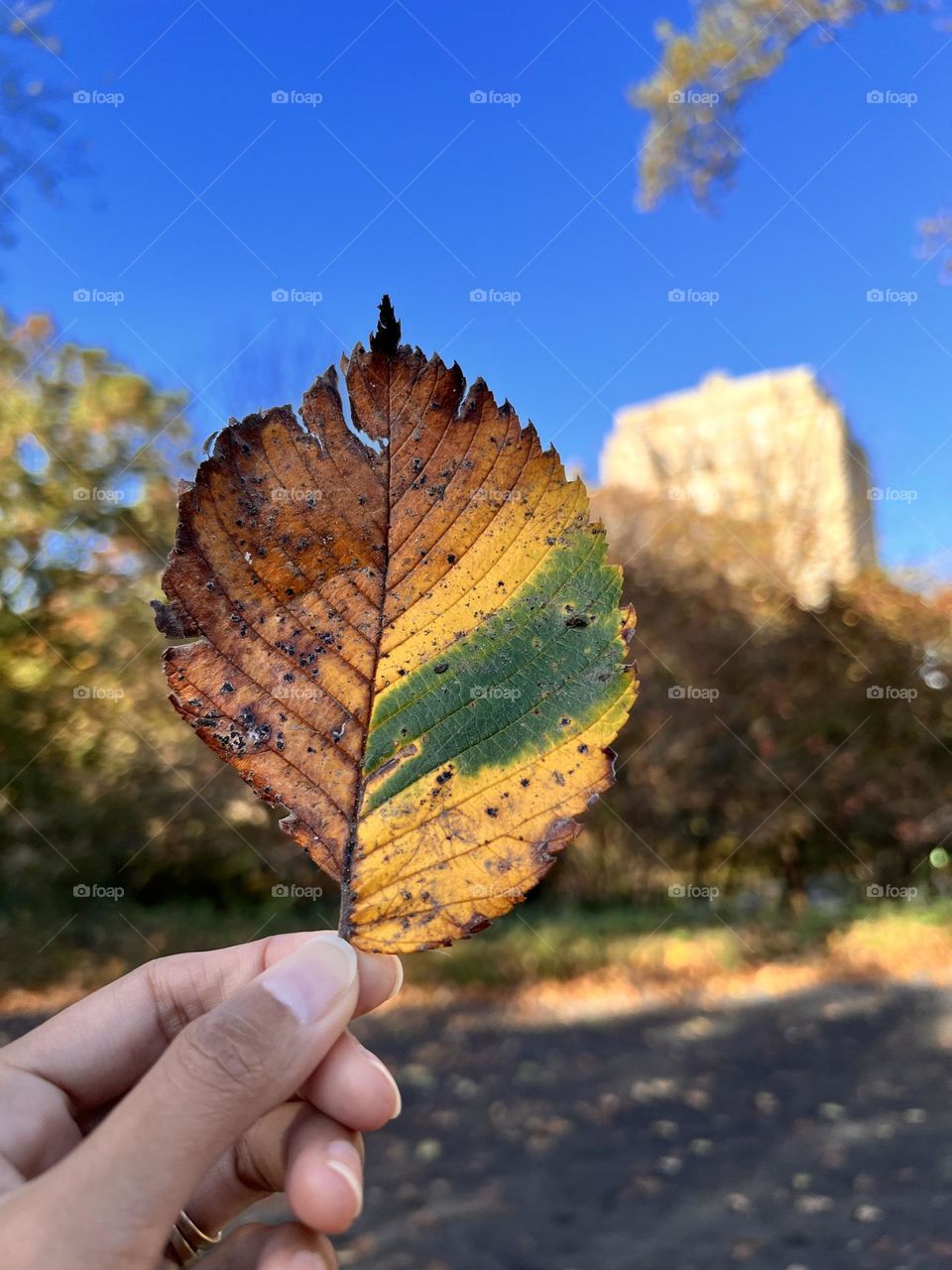 A person holding an autumn leaf with sky and building background.