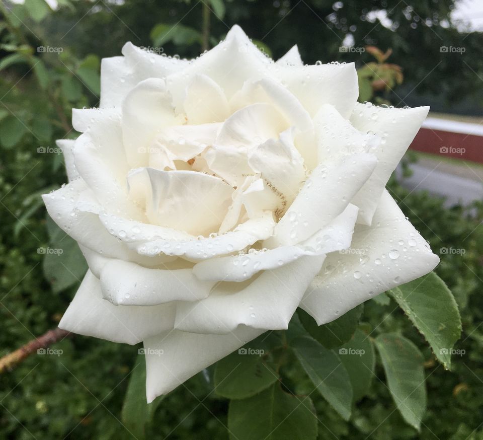 Rainy day Rose