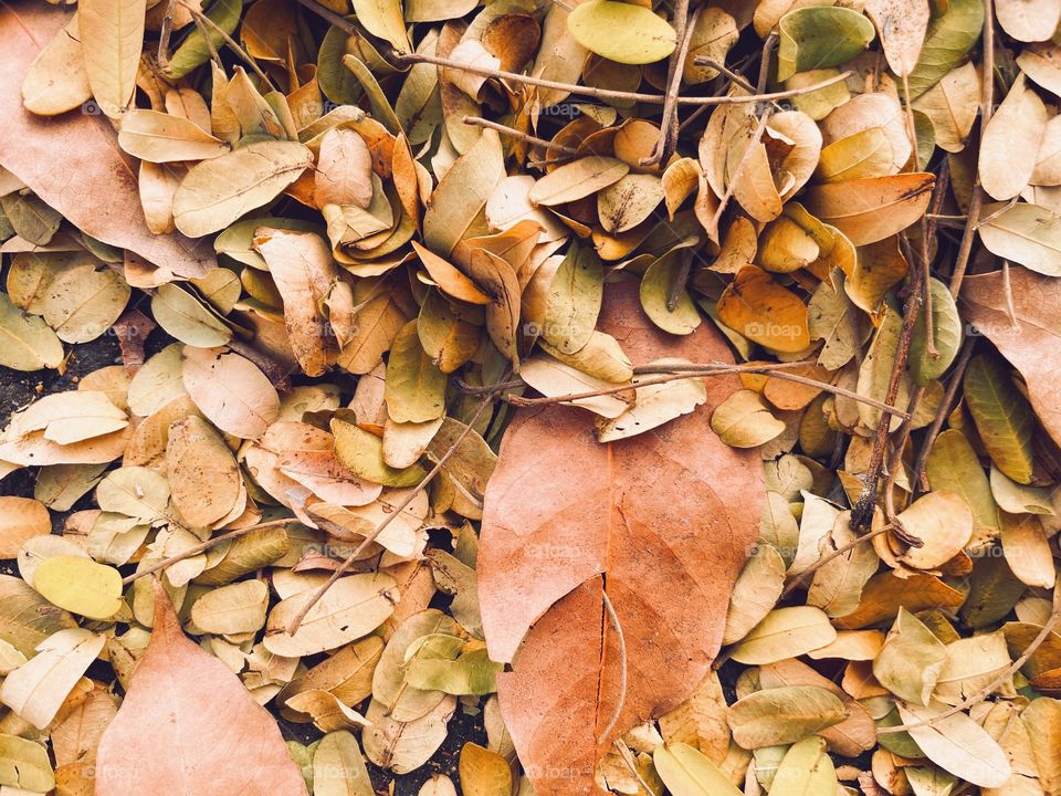 dry autumn leaves