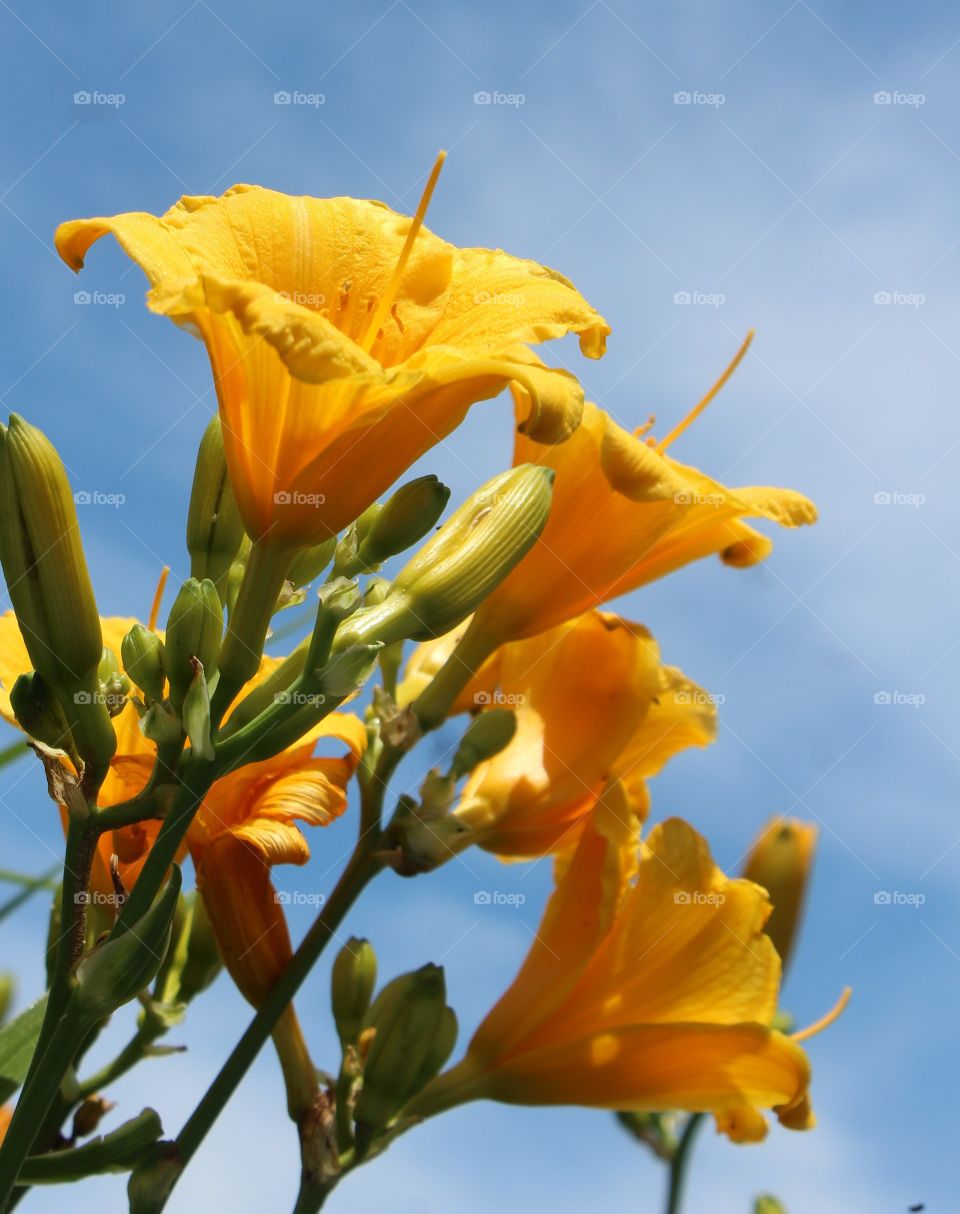 Bright yellow daylilies with bright blue June sky in background 