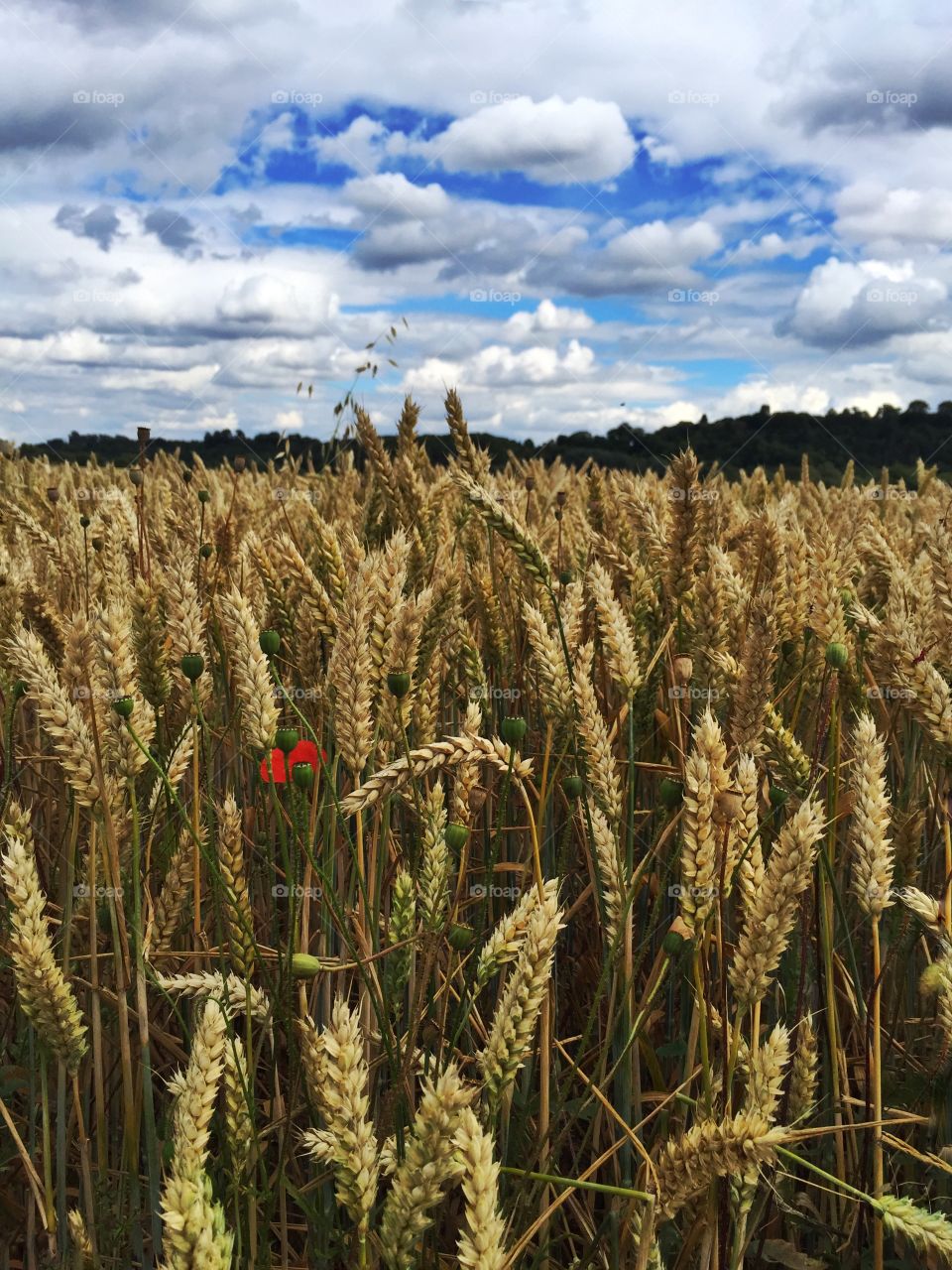 Wheat growing on field