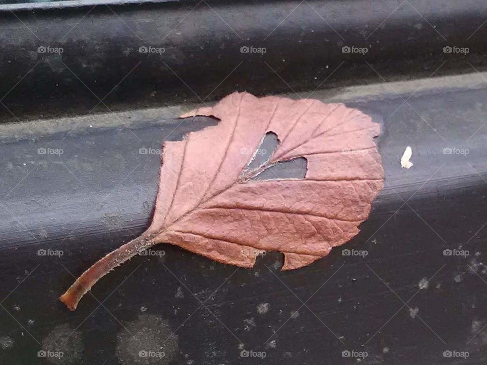 fall leaf with heart in middle