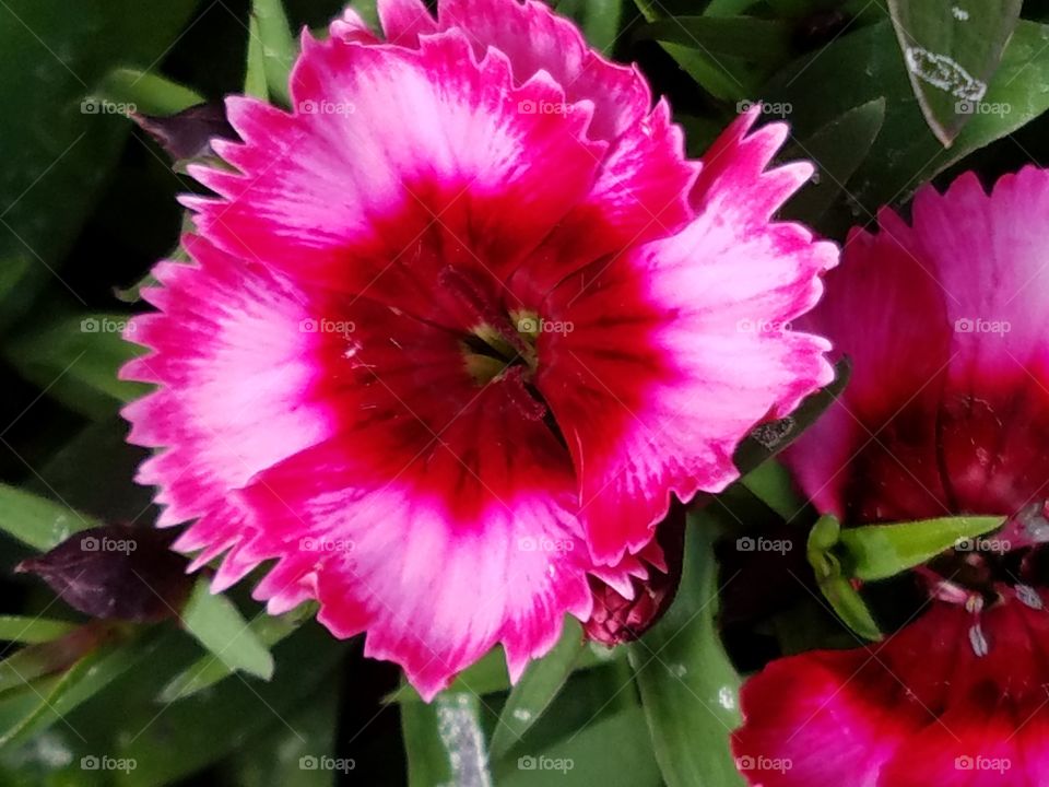 macro view of a fresh pink flower