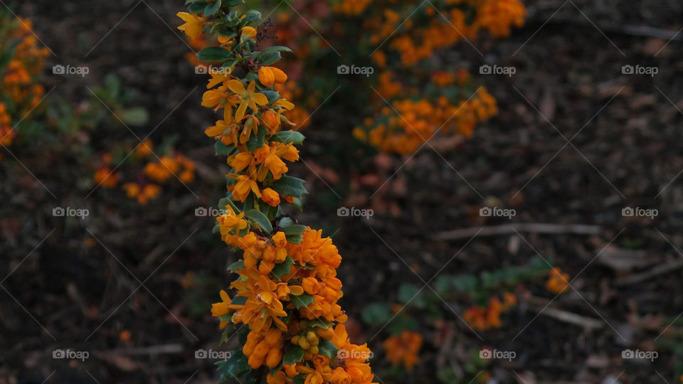 berberis darwinii