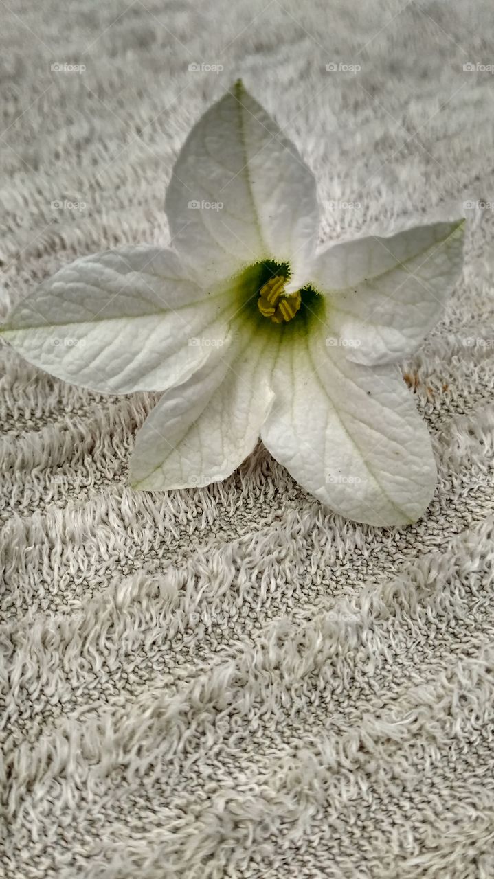 Single flower on white cloth