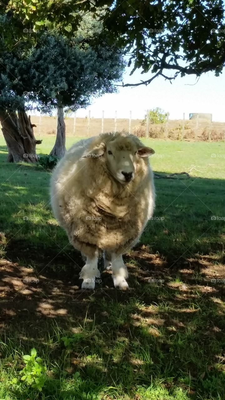 Merino sheep