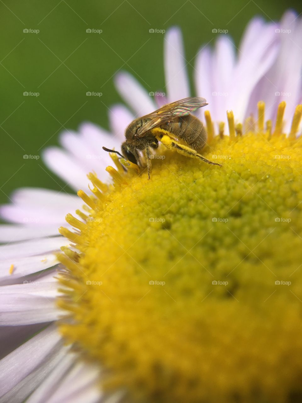 Bee