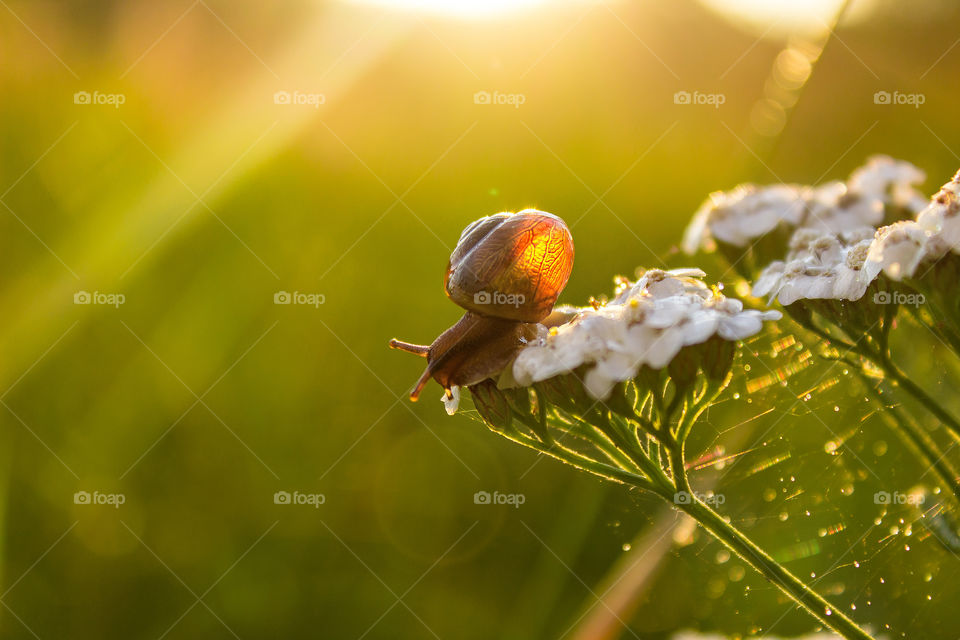 Snail on flower at sunset