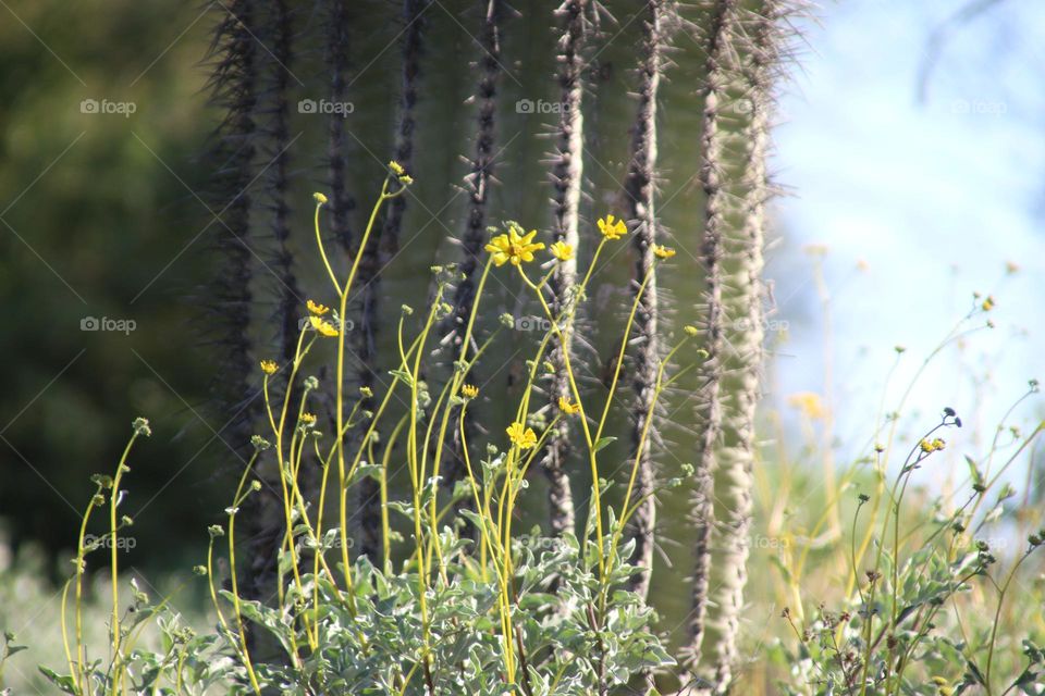 Yellow Flowers by the Cactus