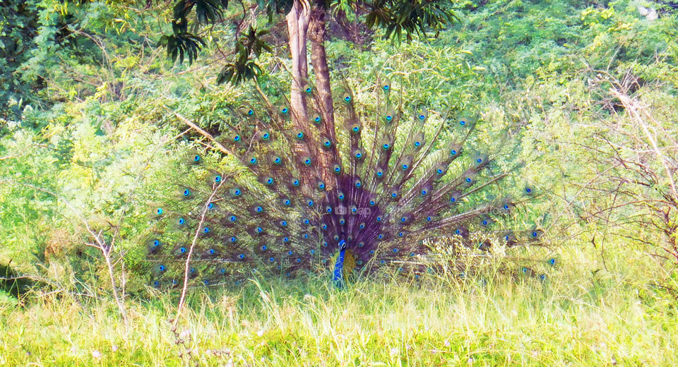 peacock dance, in tamilnadu we will tell this as peacock dance