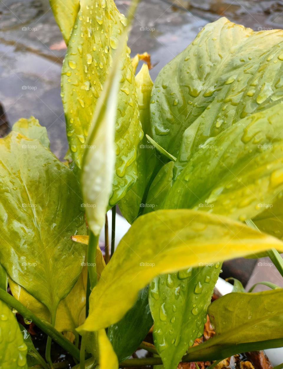 Peace Lilly