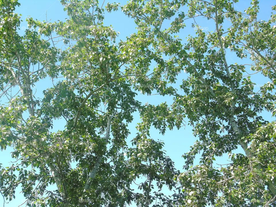 sky and plants
