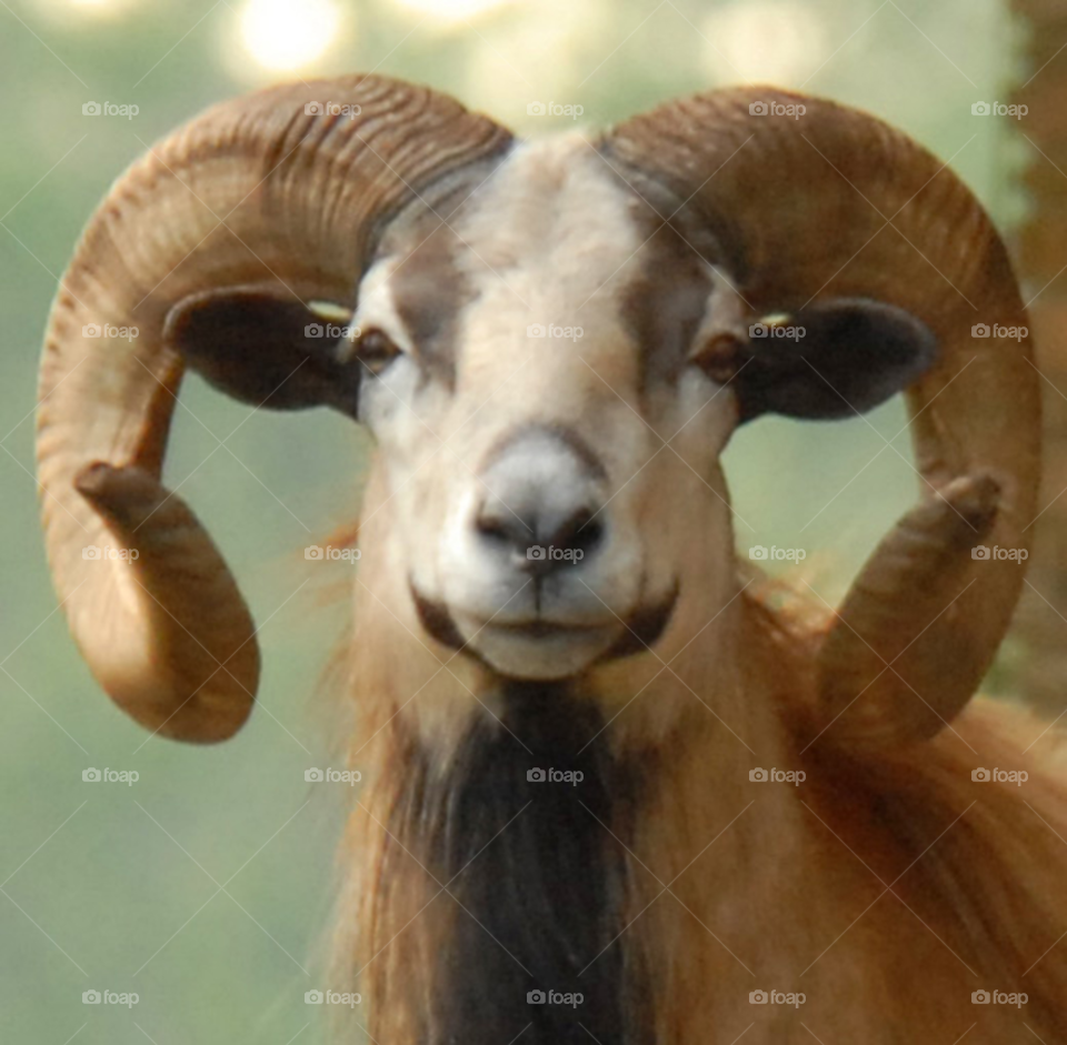 face stare ram by lightanddrawing