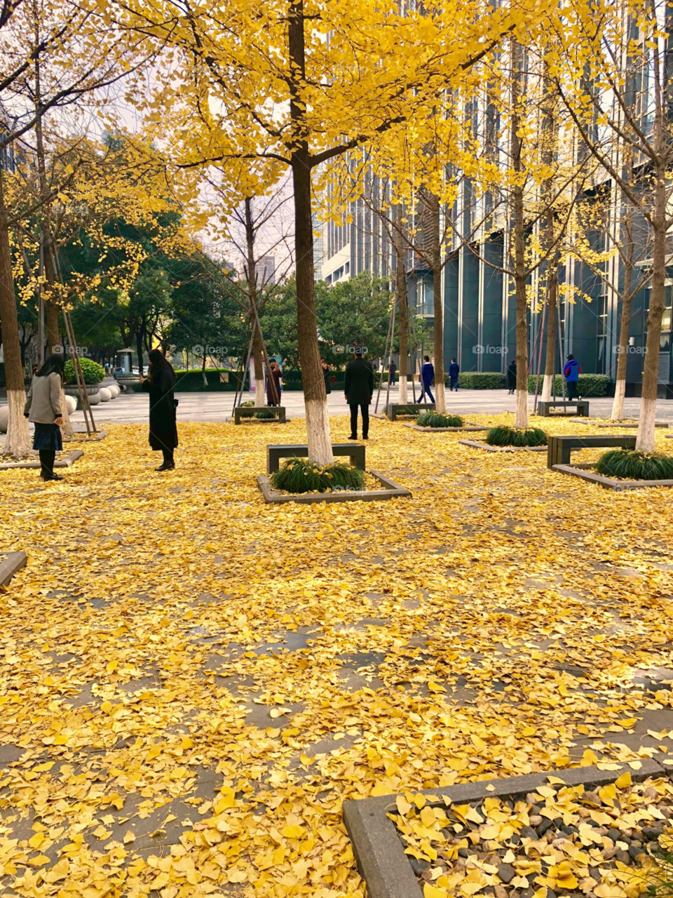Fall, Leaf, Park, Tree, Gold