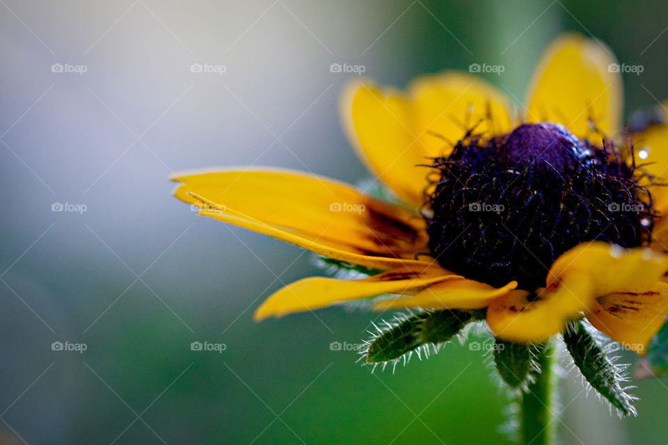 Sunflower with blank space 