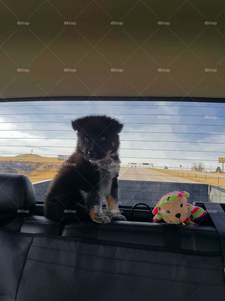 Puppy on his way home