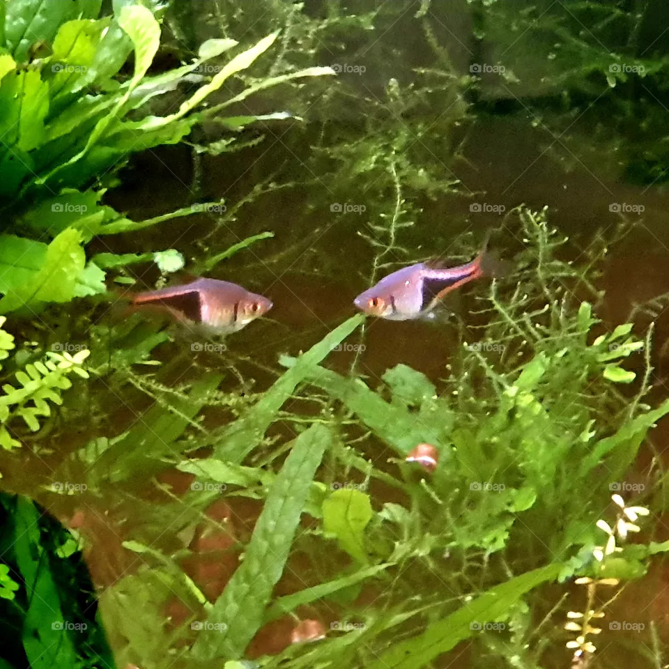 Two small fish in the aquarium
