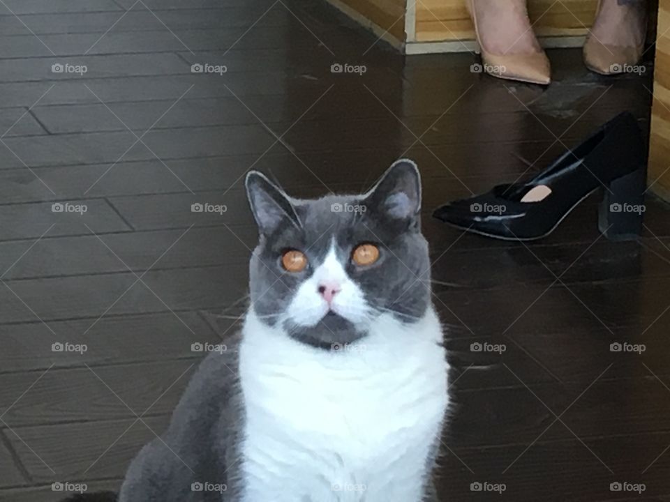Cat at a cat cafe