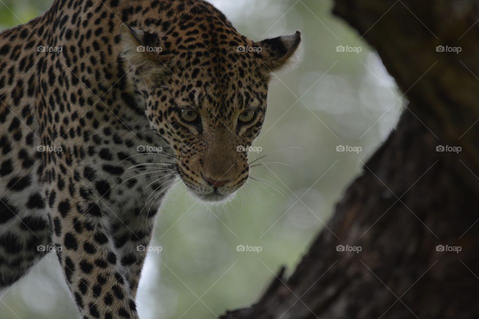 Leopard in tree, Northern Thuli Reserve Botswana  