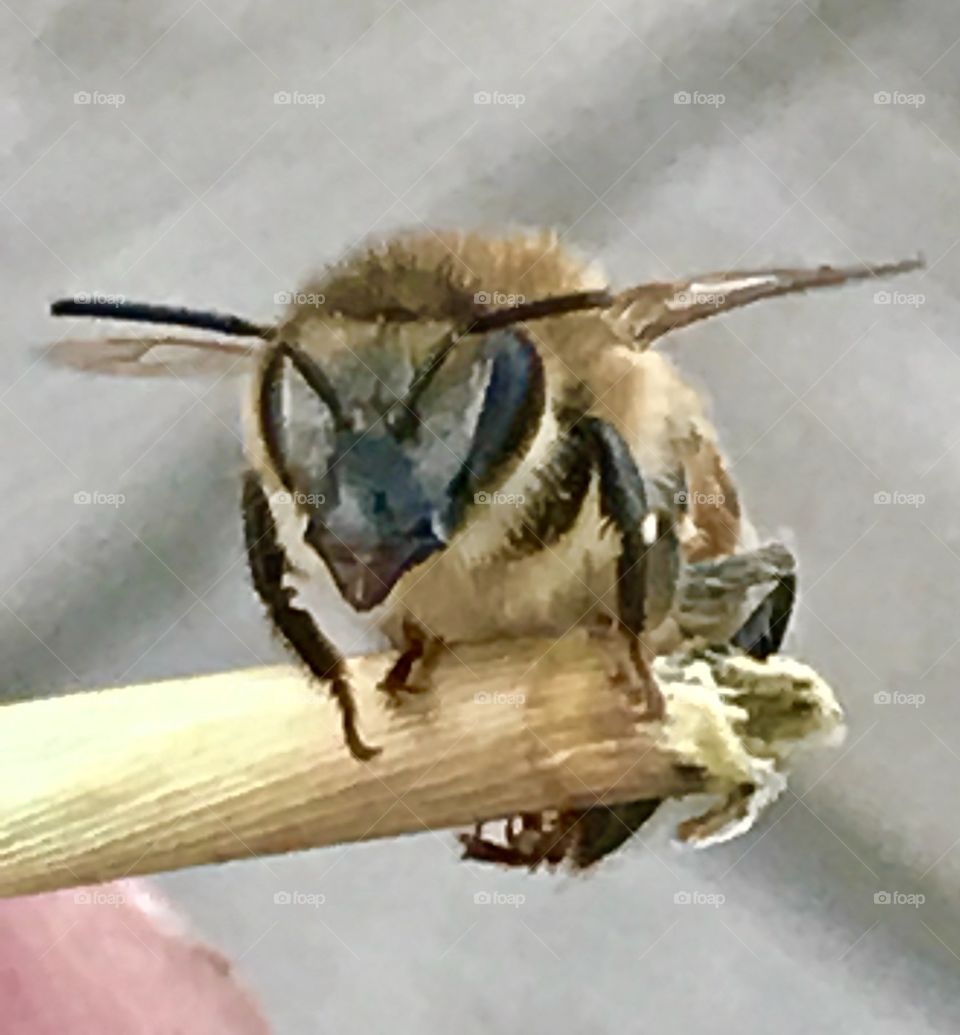 Closeup of Honeybee 