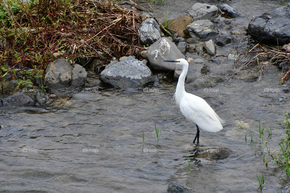 Japanese white crane