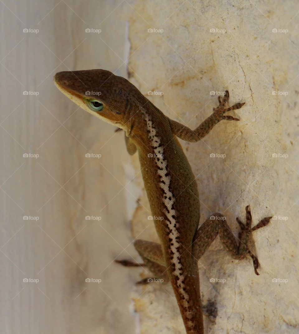 Can you see me?. Lizard roaming outside