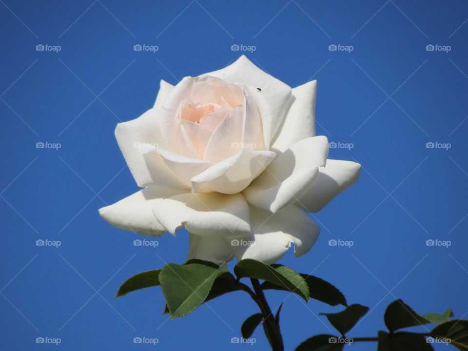 Beautiful rose flower