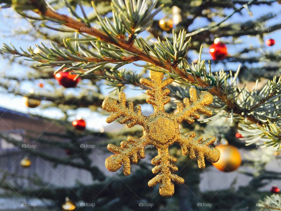 Tree, Winter, Christmas, Evergreen, Branch