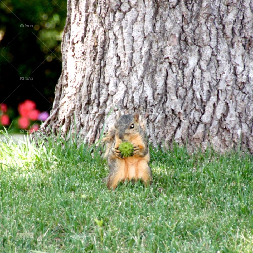 Squirrel and food 