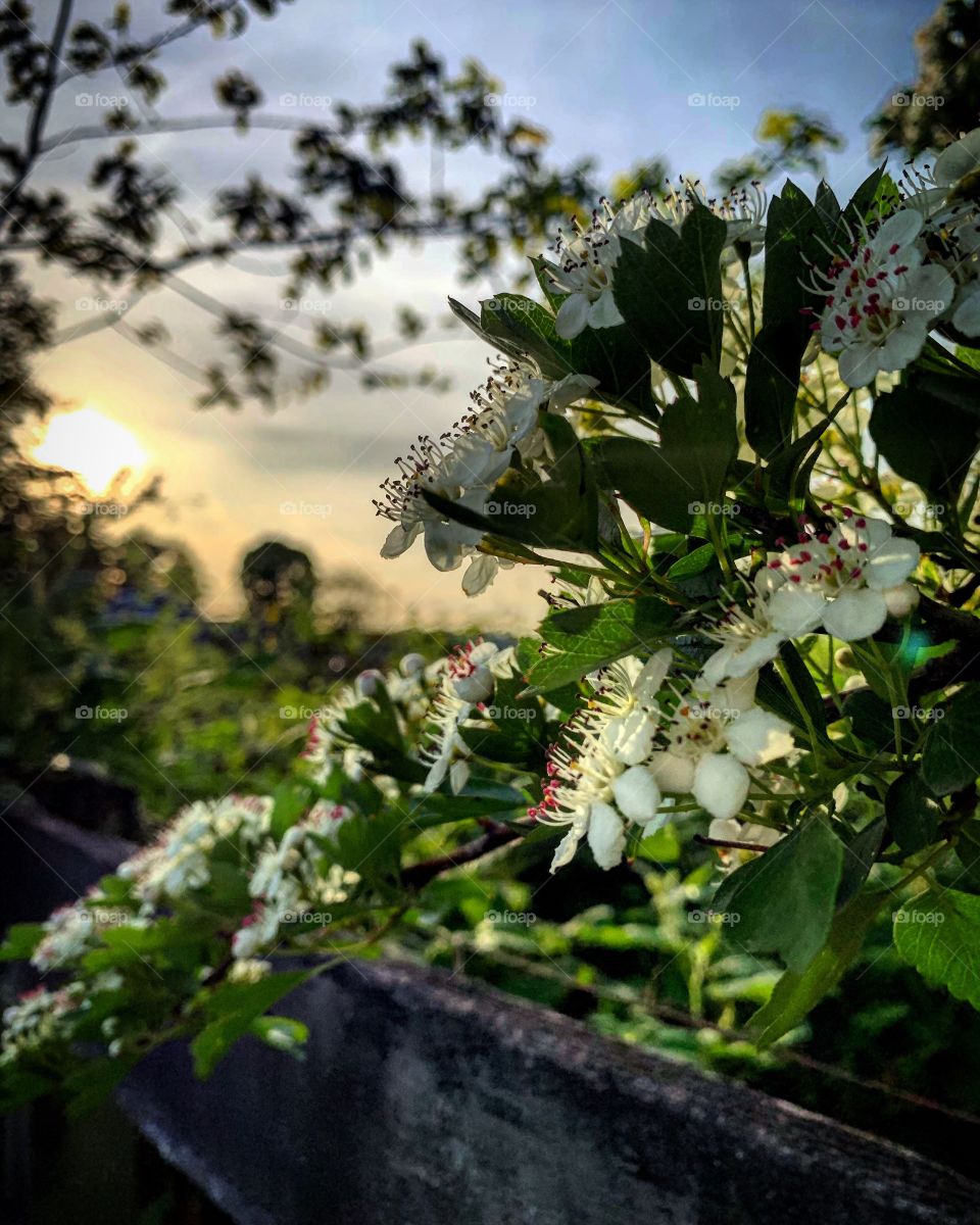 Sunsets and flower blossoms 