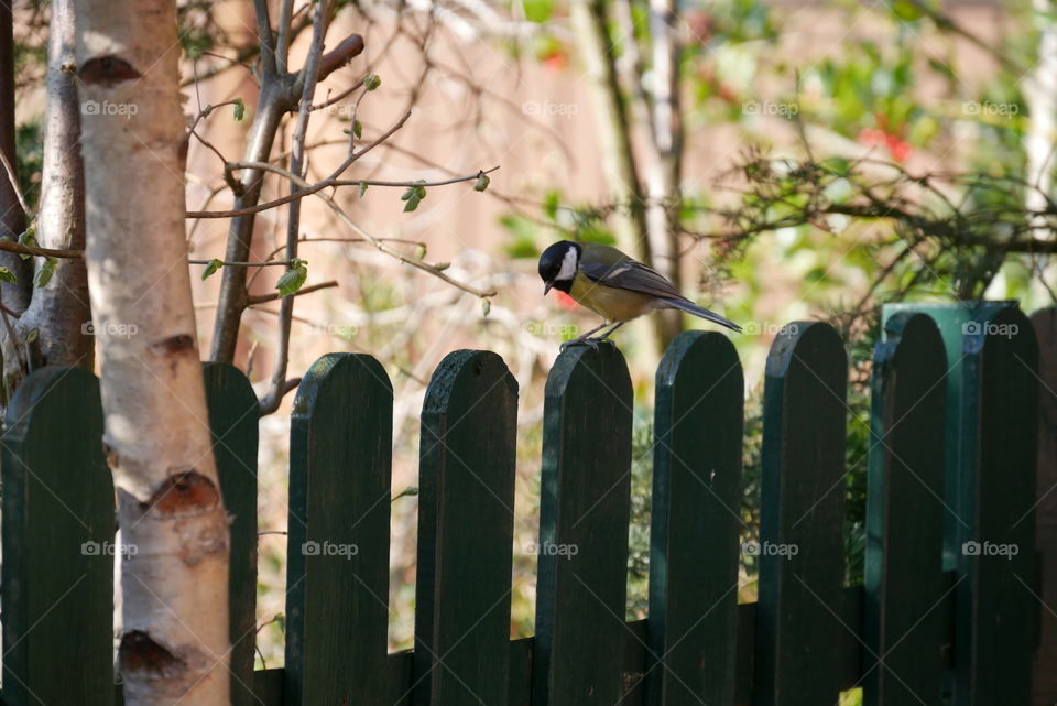 songbird in the garden