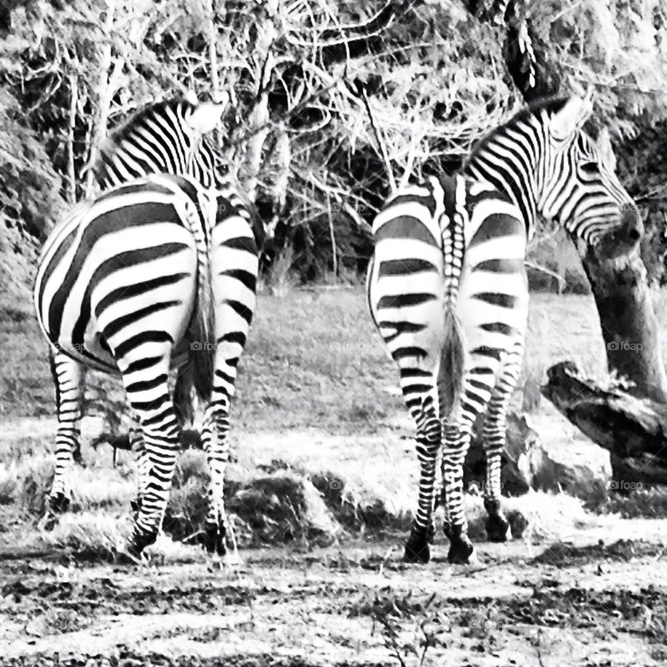 Zebra butts