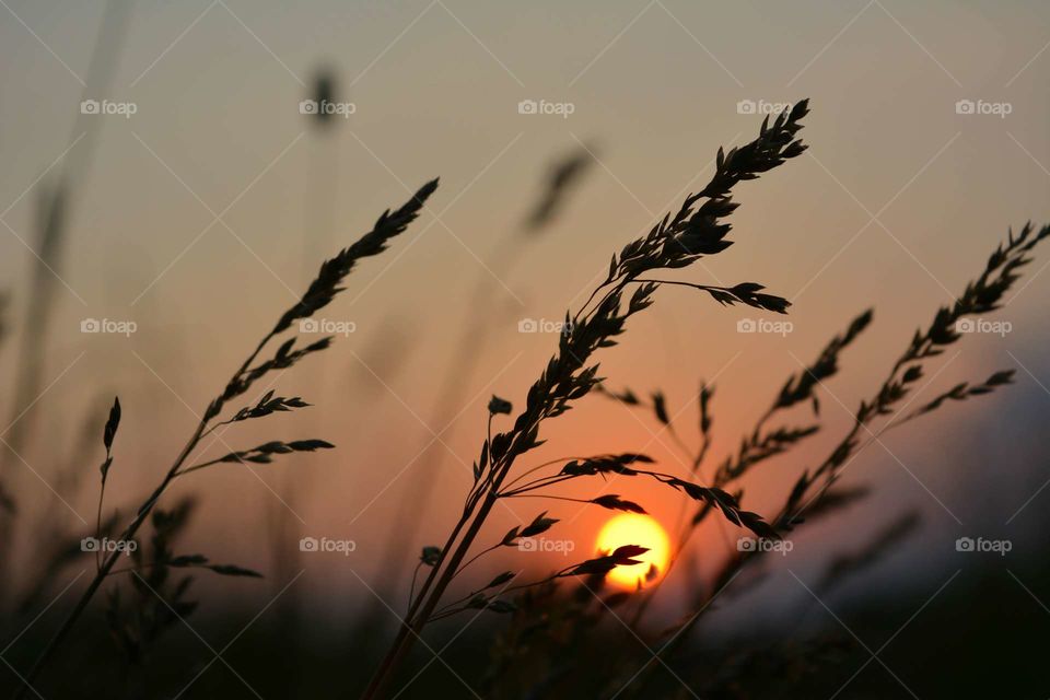 Sun, Sunset, Dawn, Wheat, Cereal