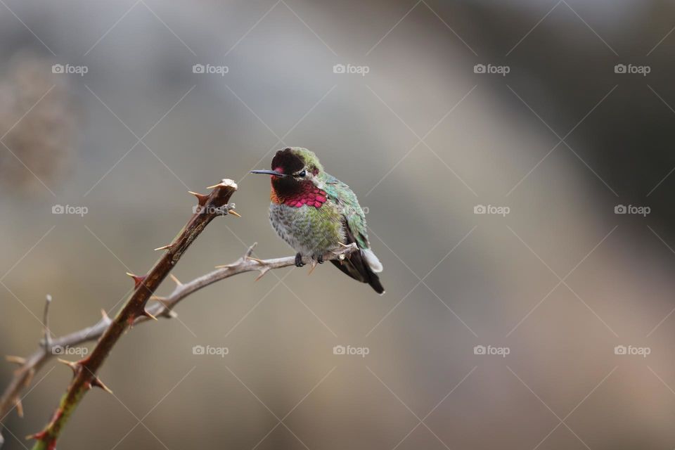 Hummingbirds are all around on the island in spring 