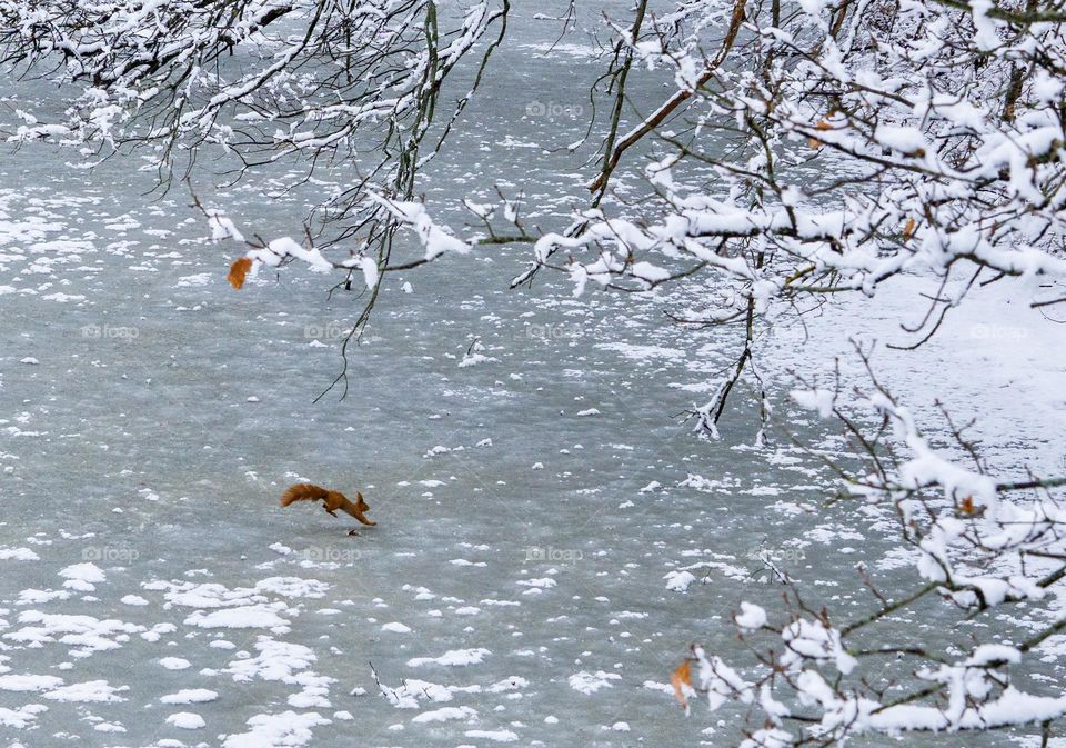 Winter river, a little red squirrel running on iced surface of the river