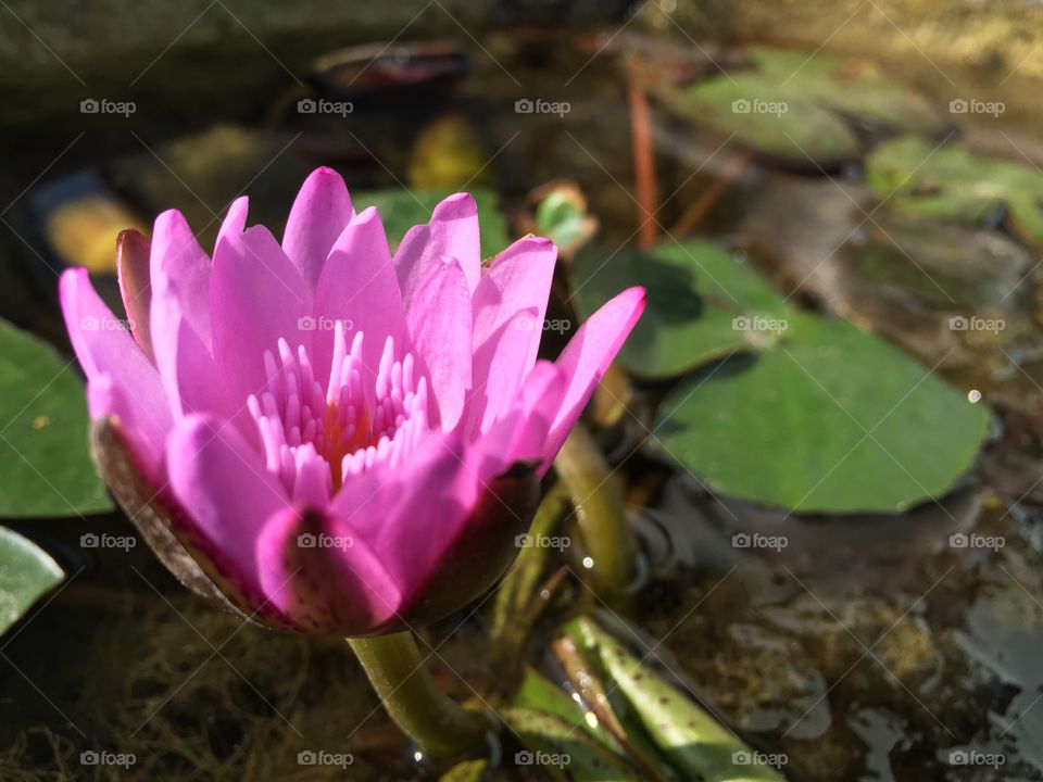 The pink lotus 