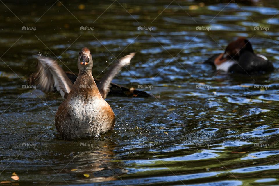 A duck appears to yell for help as it flaps its wings