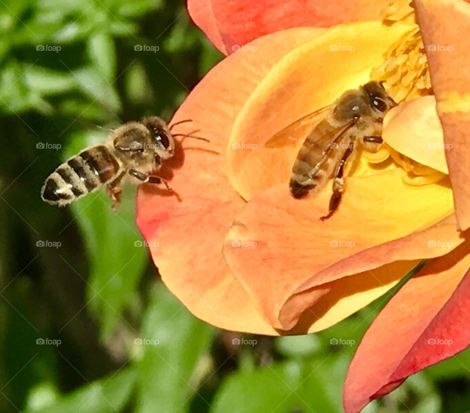 Two bees busy at work