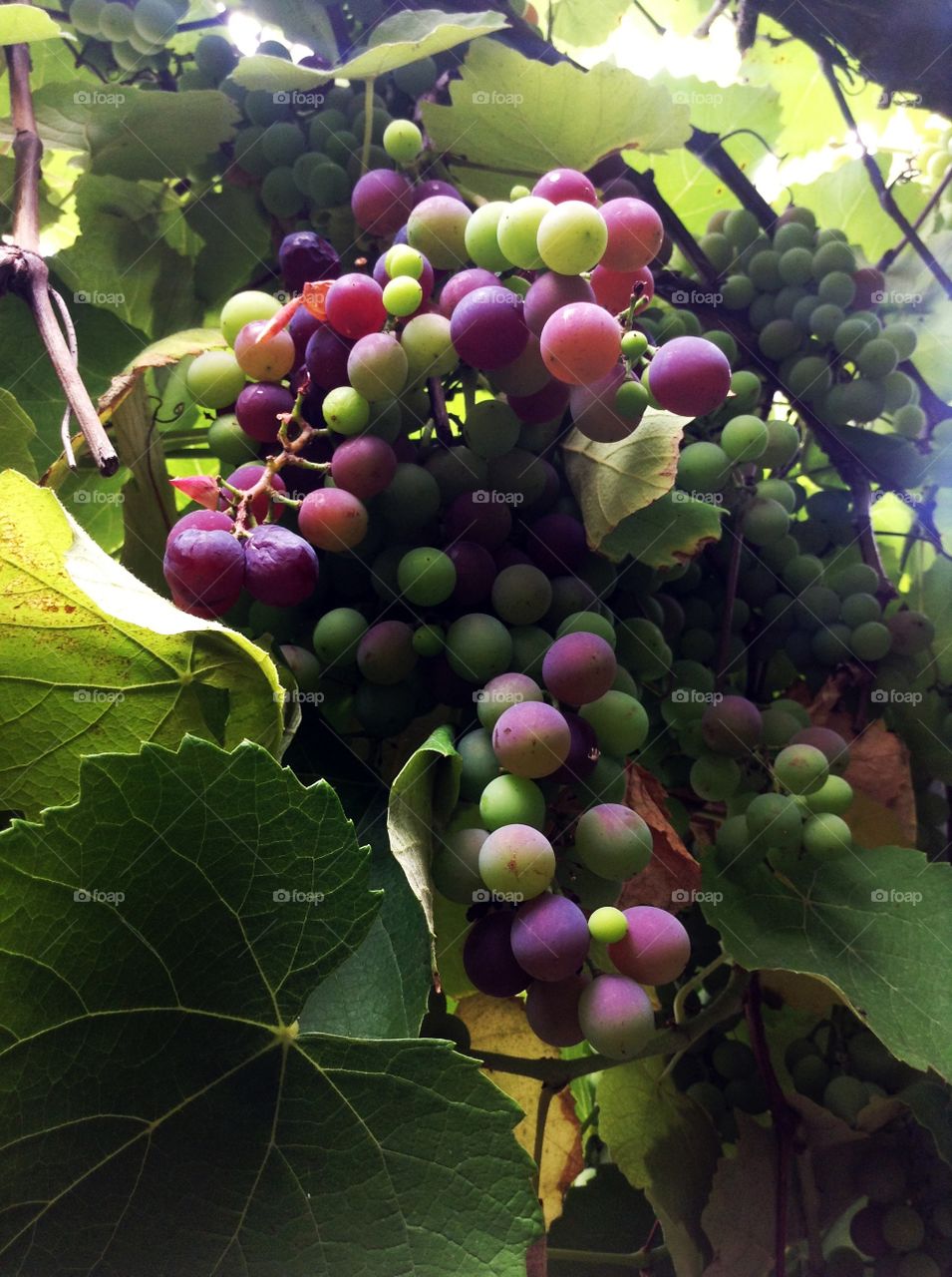 Bunch of grapes on the vine