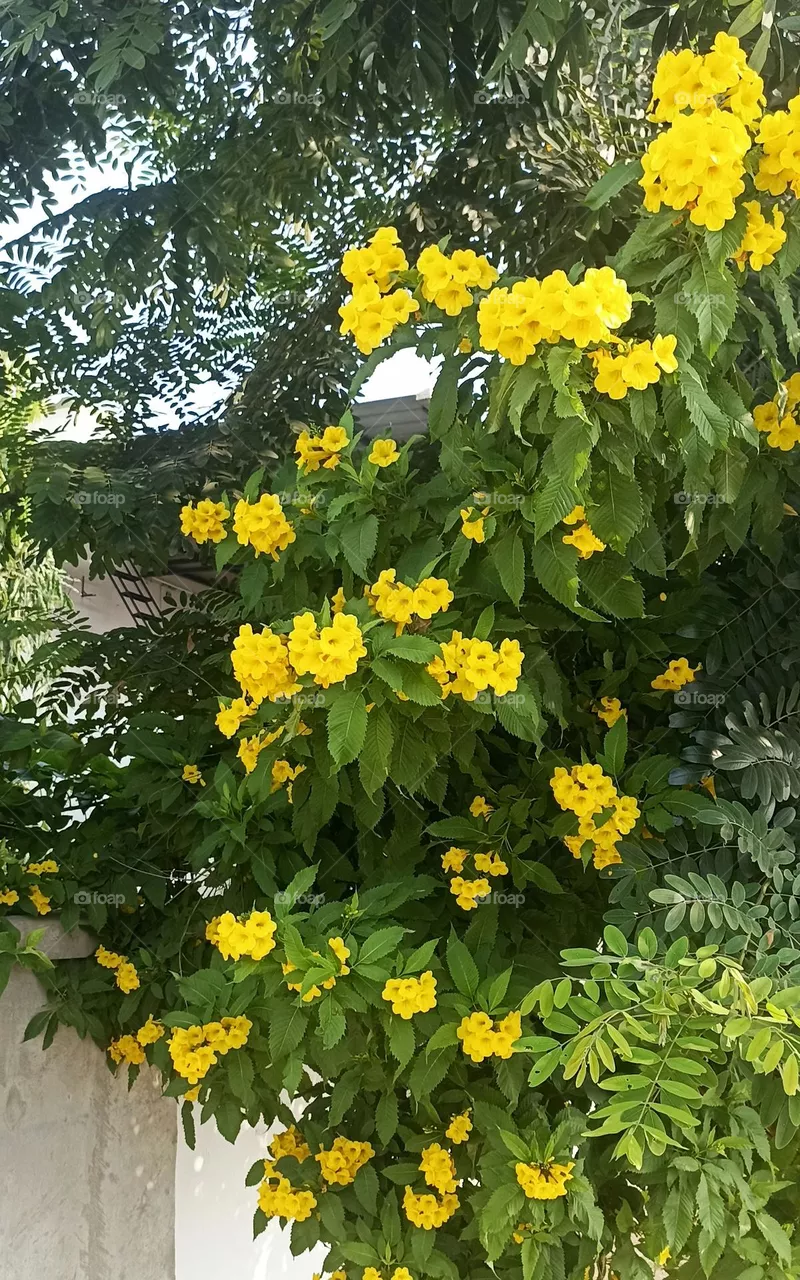 yellow elder