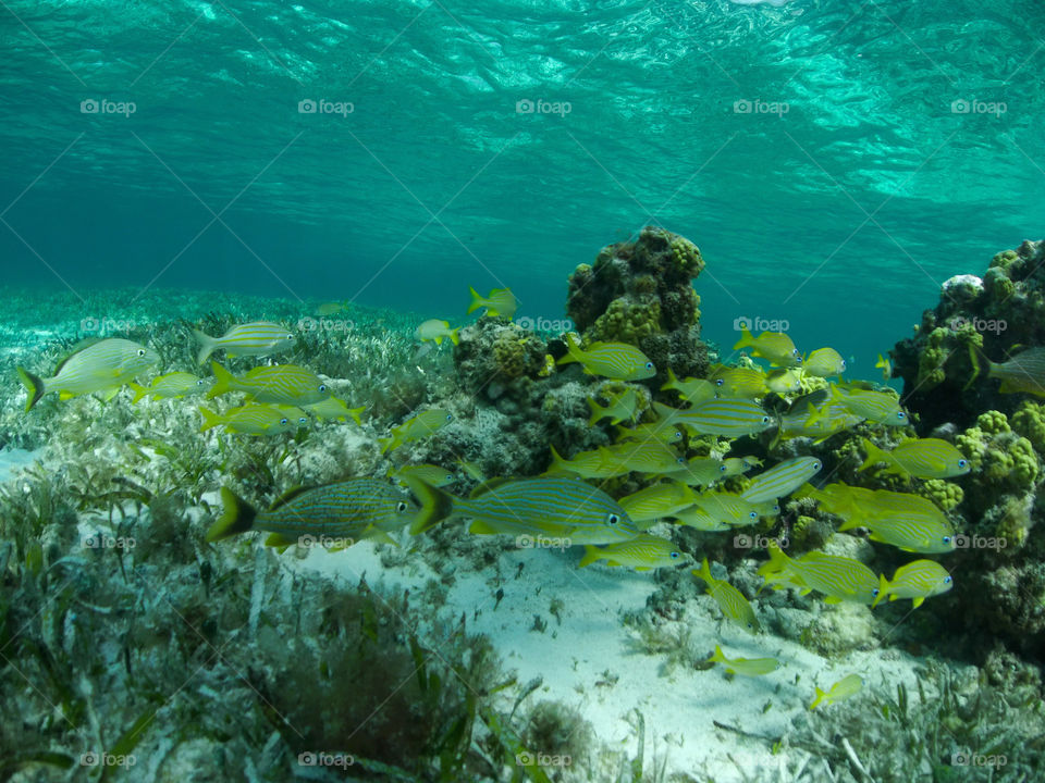 Underwater with a school of fish and a reef backdrop