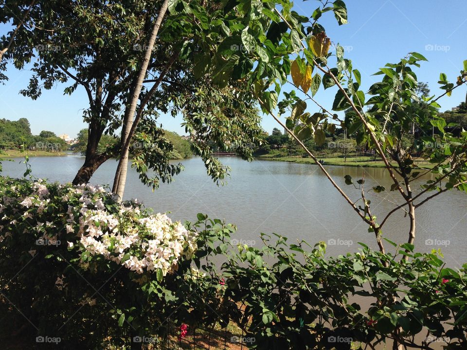 Brazilian Lake