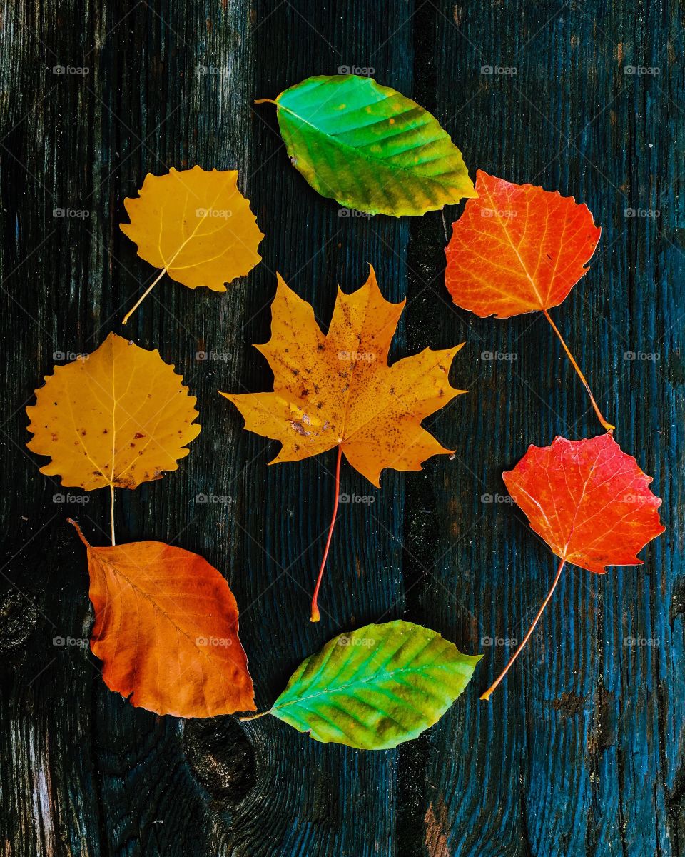 Autumn leaves on wood