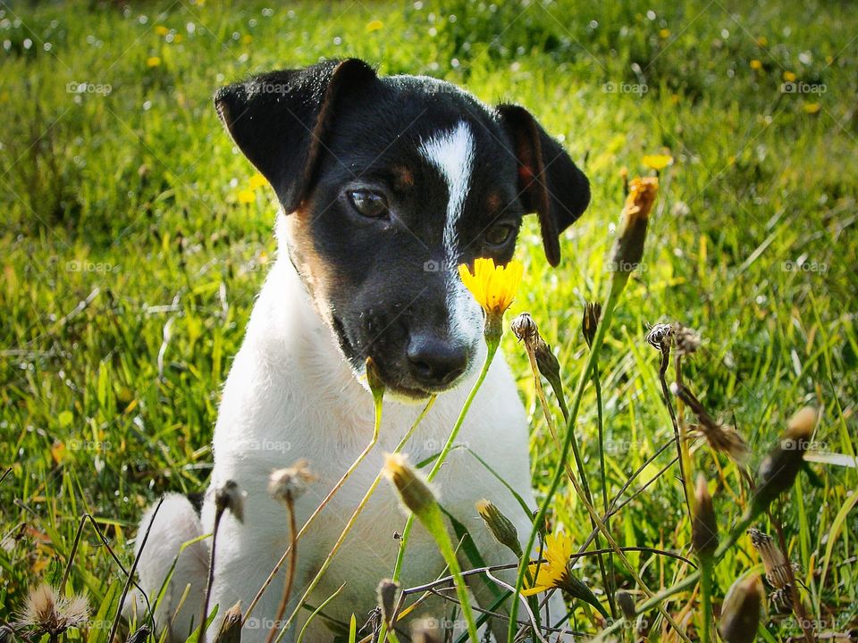 Cute puppy looking at yellow flower