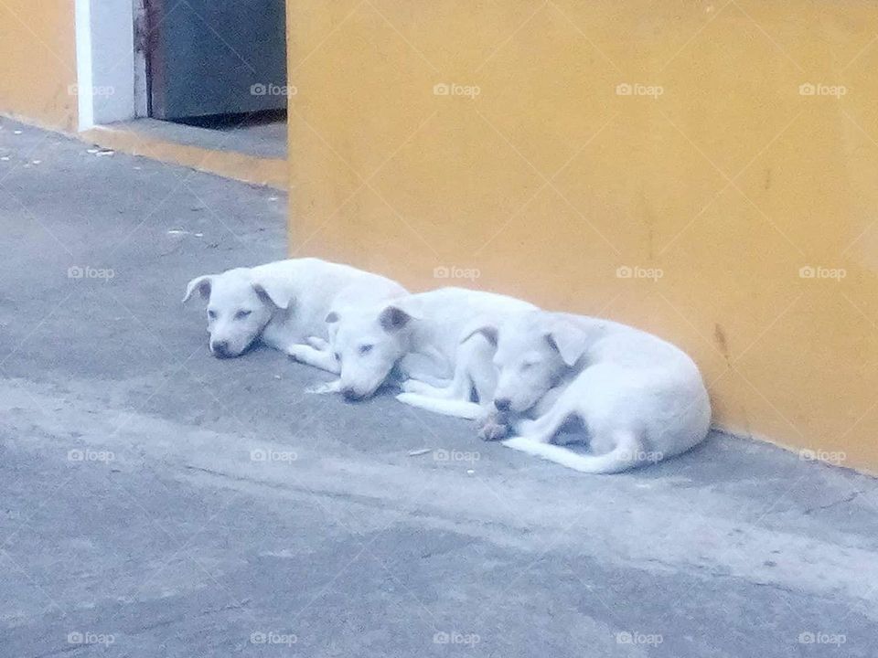Our Friend in Triple White. Syncronized in Peace
