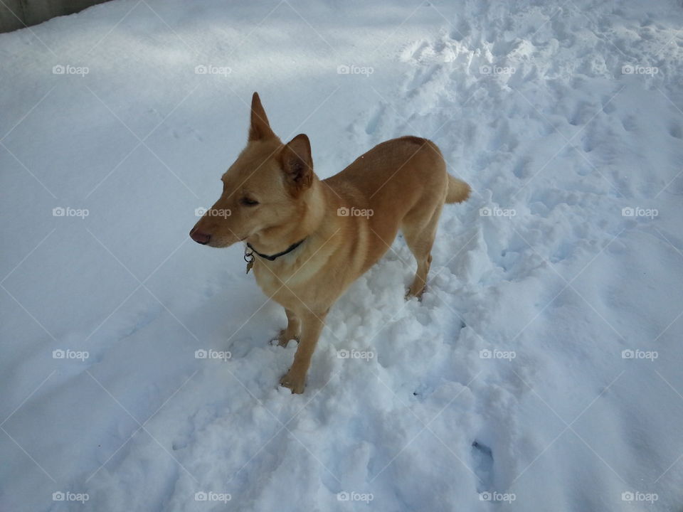 Shepard husky in snow