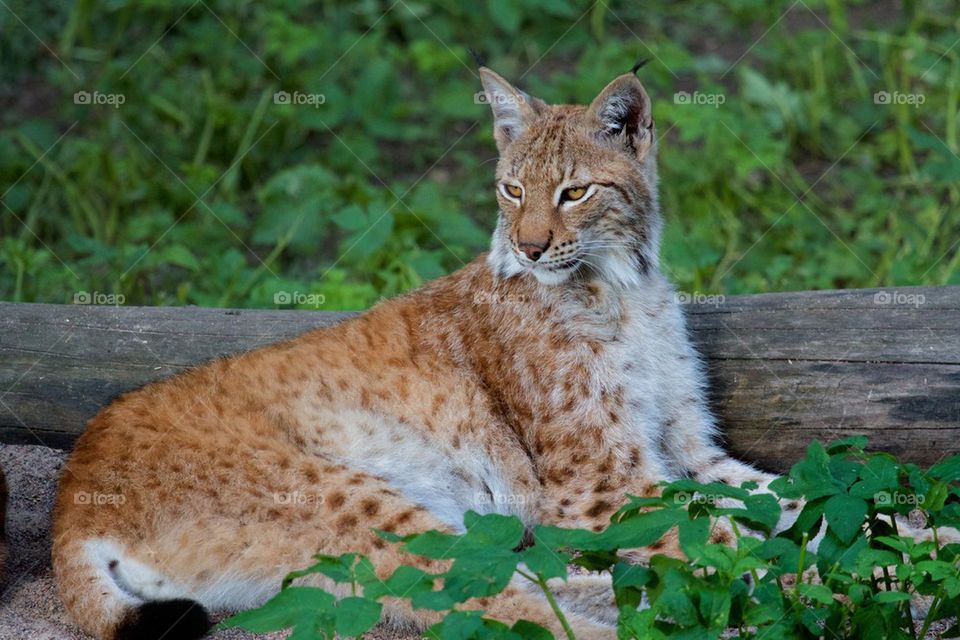 Lynx