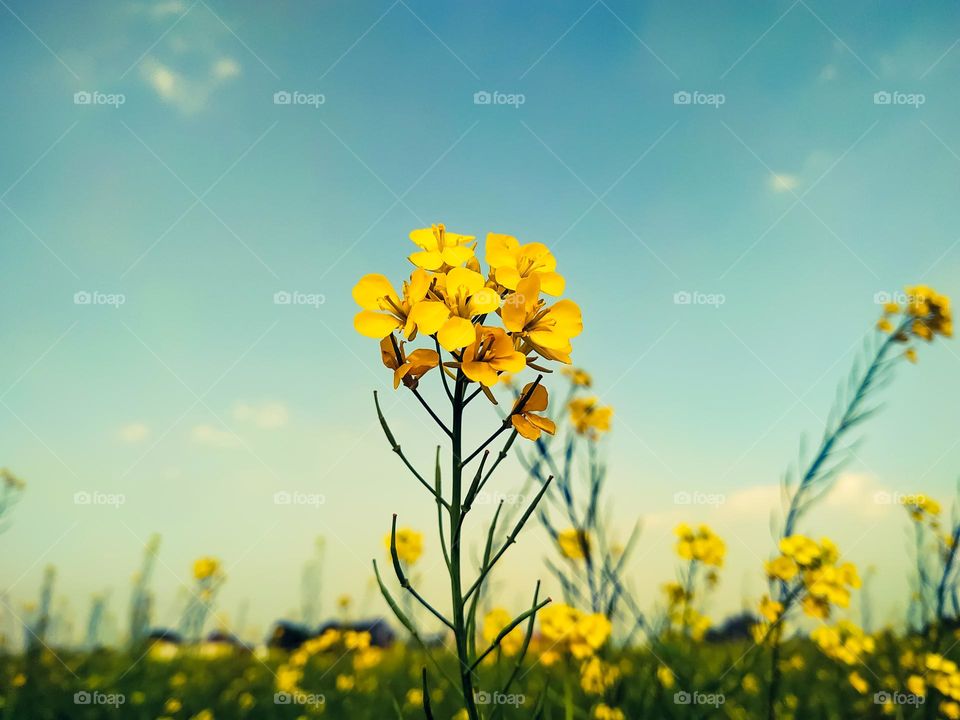 Close up of mustard field flowers on a sky, Rajasthan India